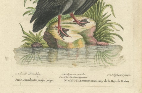 Engraving of the Large Black Duck from Hudson's Bay by Johann Seligmann, ca.1770, close-up 2