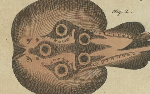 Original Antique Print of Electric Eel, Electric Ray and Exotic Fish, 1790, close-up 1