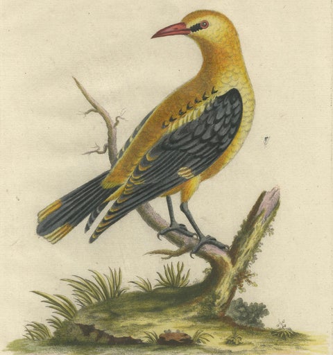 Regal Golden Thrush Perched, 18th Century Seligmann's Rare Bird Series, 1749, close-up 2