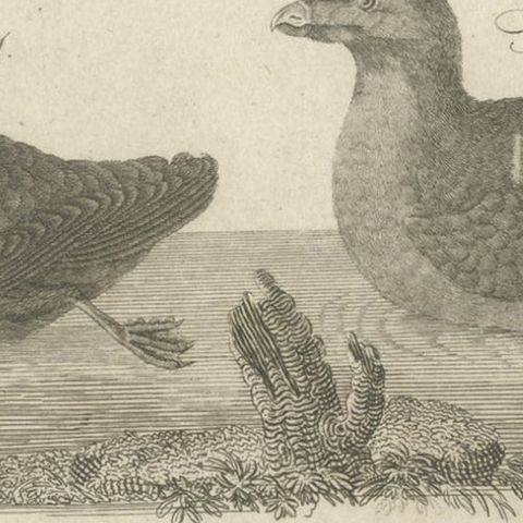 Rare Antique Print of Ducks and Other Birds, 1810, close-up 2