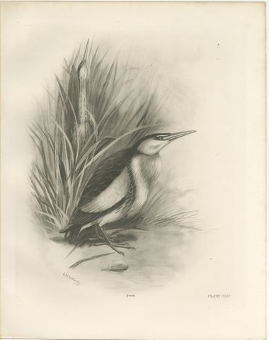 Little Bittern, Antique Bird Print after Lilian Medland, circa 1909, view 2