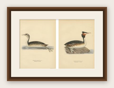 ntique Great Crested Grebe Bird Lithographs Set of 2, Sweden Ornithology 1929, shown framed