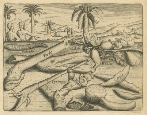 De Bry Botanical Engravings, Cinnamon, Aloe & Aromatic Plants, c.1598, close-up 4