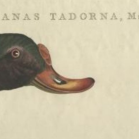 Antique Bird Print of the Male Common Shelduck by Sepp & Nozeman, 1789, close-up 1
