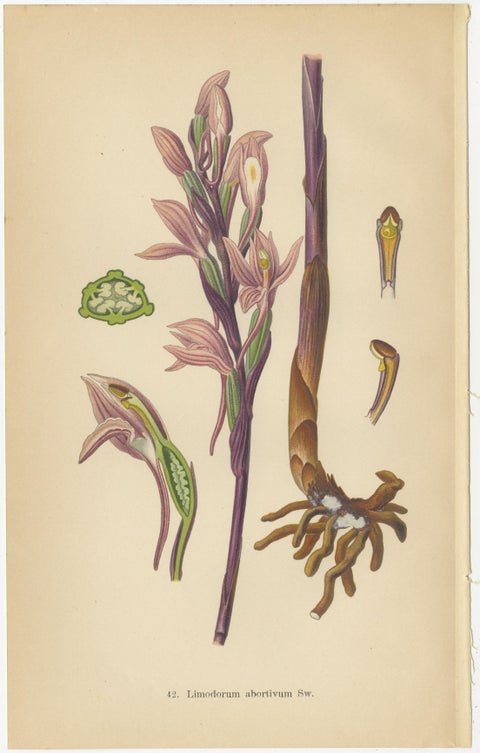 Original Botanical Treasures: The Orchids of Müller's 1904 Collection, view 3