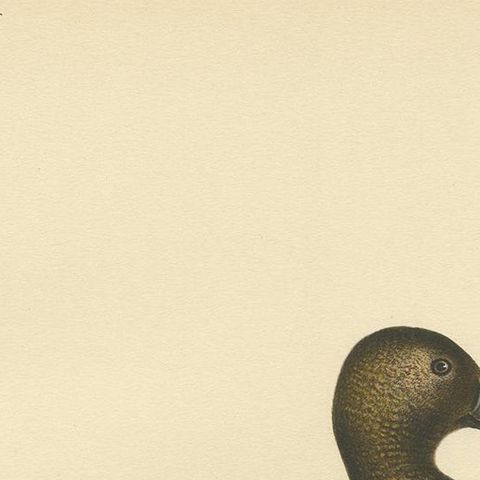 Antique Bird Print of a Female Steller's Eider by Von Wright, 1929, close-up 1