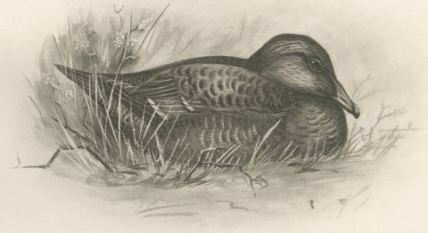 Female Long-tailed Duck and Female Eider after Lilian Medland, c. 1909, close-up 2