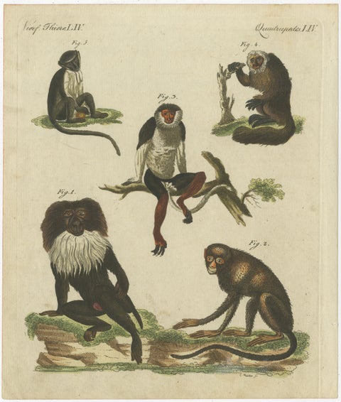 Original Antique Print of a Macaque and other Monkeys, view 2