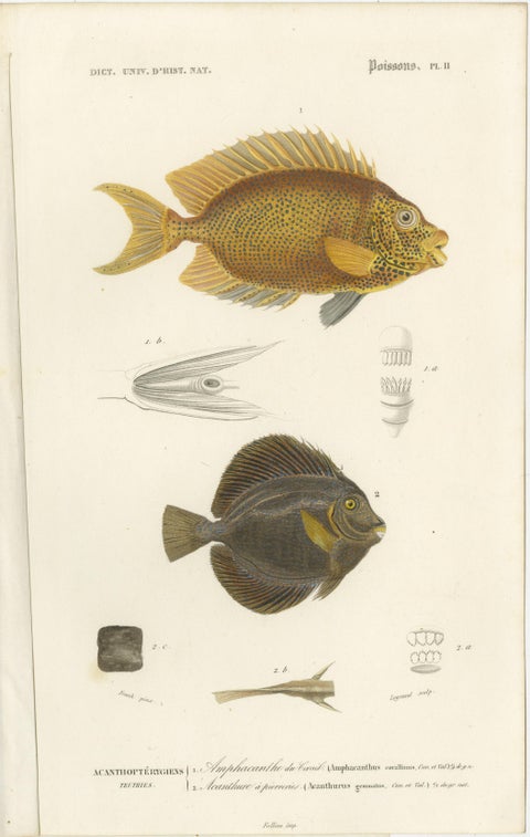 Set of 9 Antique Prints of Various Handcolored Fish Species, view 7