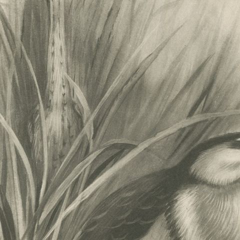 Little Bittern, Antique Bird Print after Lilian Medland, circa 1909, close-up 3