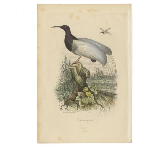 Antique Print of a Beautiful Handcolored Sugarbird, 1854, view 2