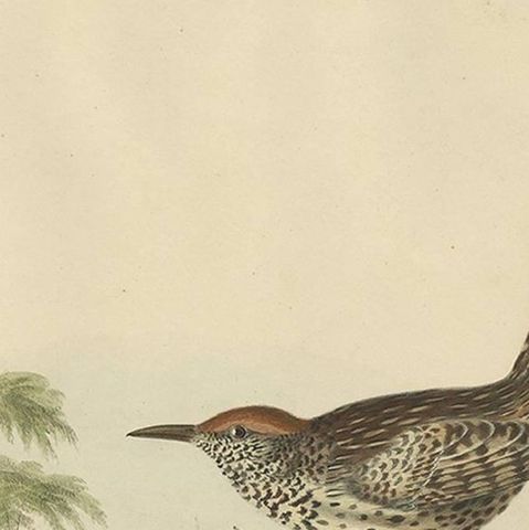 Two Allied Wrens Antique Bird Print Made after D.G. Elliot, 1869, close-up 1