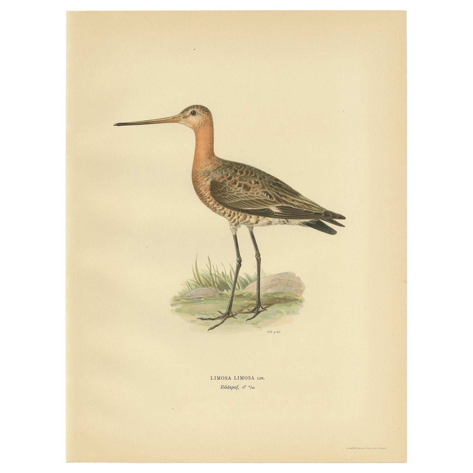 Antique Bird Print of the Black-Tailed Godwit by Von Wright, '1929'