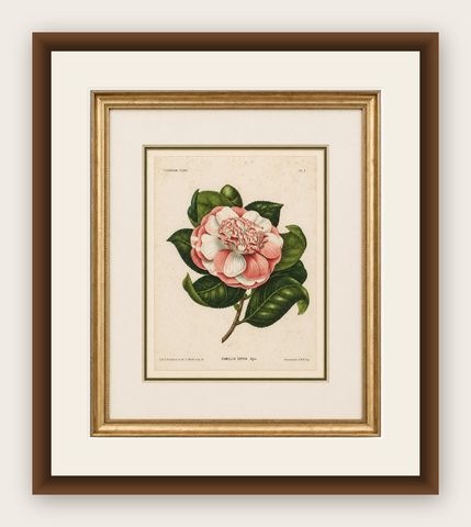 Antique Botanical Lithograph, Camellia Sophia, de Vriese, 1856, shown framed