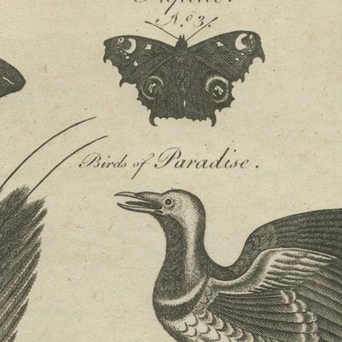 Engraving of Butterflies, Birds of Paradise, Horned Screamer, Pangolin, ca.1800, close-up 6