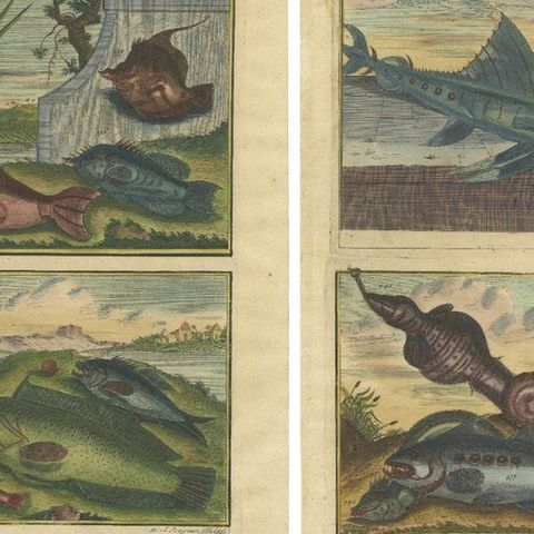Set of 8 Colored Antique Prints of Various Fishes and Crustaceans, close-up 1