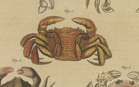 Original Antique Print of Eight Exotic Crabs by Bertuch, c.1820, close-up 3
