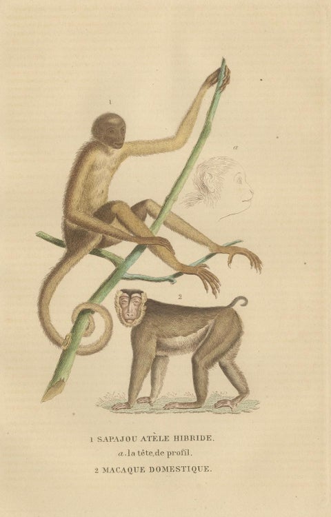 Antique Primate Engraving of a Sapajou Atèle Hybride and Macaque Domestique 1825, close-up 7