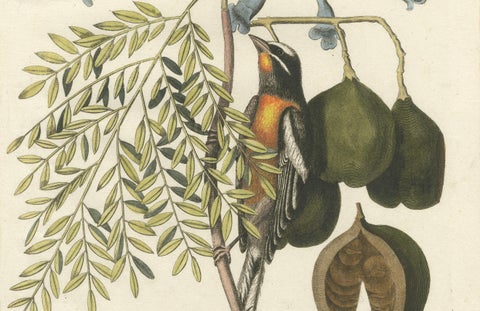 Bahama Finch Engraving by J.M. Seligmann, Hand-Colored Bird Print, 18th century, close-up 3