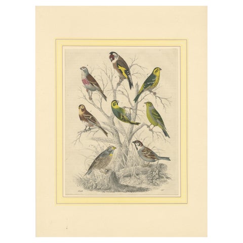 Finches and Sparrows: An 1849 Avian Assembly - A Hand-Coloured Lithograph