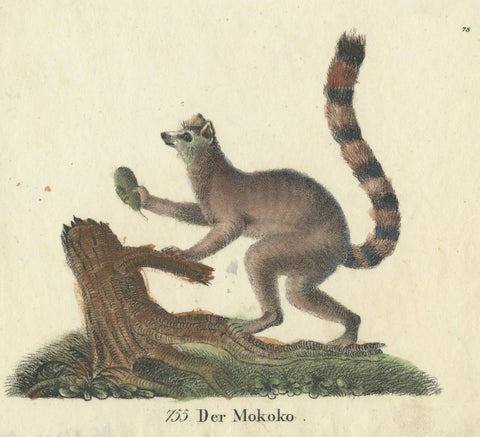 Original Antique Animal Print of a Ring-Tailed Lemur 'Lemur Catta' Monkey, 1833, close-up 2