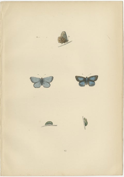 British Handcolored Lepidoptera: Treasures from A History of British Butterflies, view 3