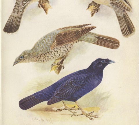 Antique Print of the Great Bower Bird and the Satin Bower Bird '1950', view 3