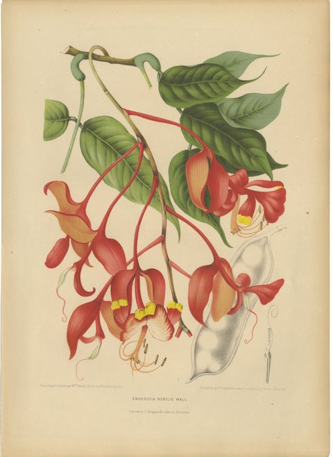 Original Antique Botanical Chromolithograph of Pride of Burma, c. 1880