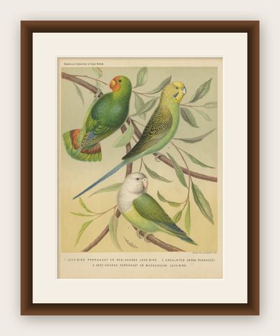 Antique Bird Print of Red-Headed Love-Bird, Undulated Grey-Headed and Parakeet, shown framed
