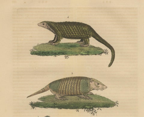 Antique Animal Engraving with Sloth, Armadillos and Pangolin, ca.1825, close-up 1