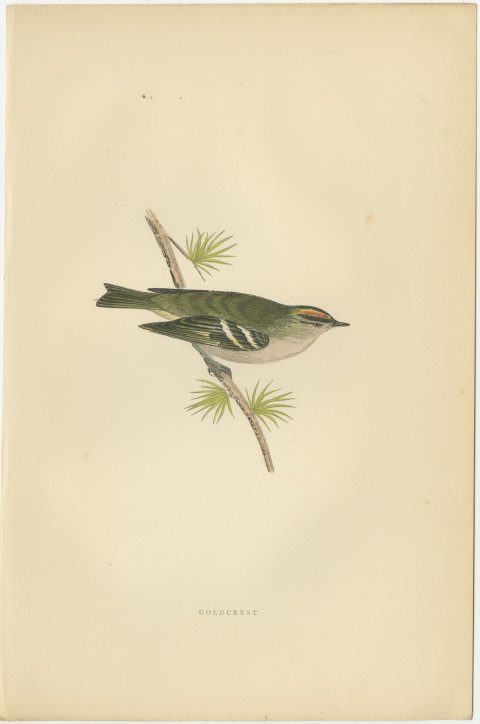 Goldcrest on a Conifer Twig, Hand Colored Bird Print, Morris, 1896, view 2