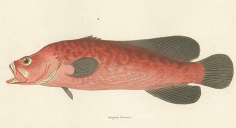 Vintage Fish Illustration, Sea Bass and Mottled Soapfish, Paris 1846, close-up 3