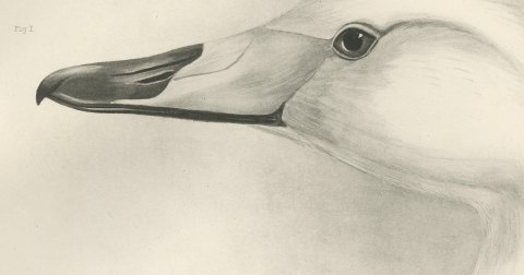Heads of the Whooper Swan and Bewick's Swan after Lilian Medland, c. 1909, close-up 1