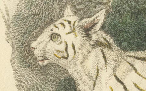 Antique Print with Hand Coloring of a Pampas Cat, close-up 1