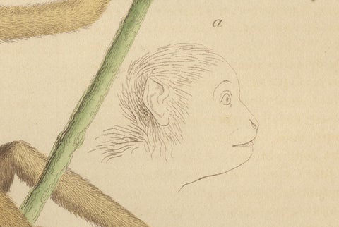 Antique Primate Engraving of a Sapajou Atèle Hybride and Macaque Domestique 1825, close-up 6