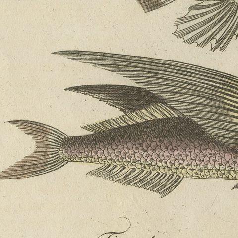 Flying Fish with a Flying Gurnard, Antique Bertuch Print, circa 1805, close-up 5
