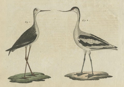 Antique Print of Various Birds Including the Little Bittern, close-up 1