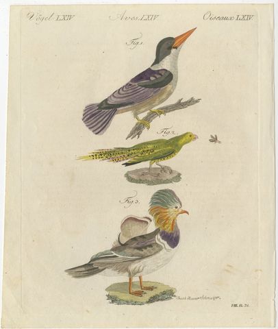 Kingfisher and Mandarin Duck, Antique Bertuch Print, Vienna, circa 1805, view 2