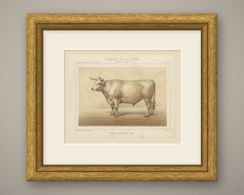 Charolais Ox, French Cattle Breed, Antique Chromolithograph by Borie, 1863, shown framed