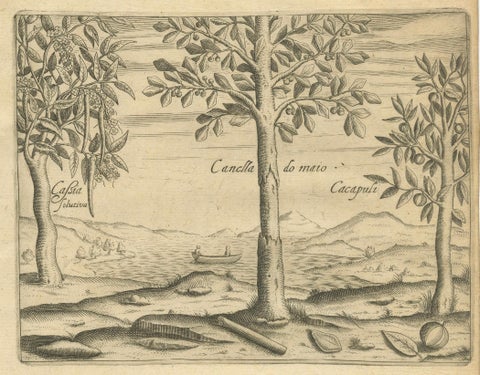 De Bry Botanical Engravings, Cinnamon, Aloe & Aromatic Plants, c.1598, close-up 1