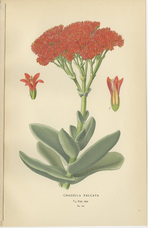 Old Botanical Succulent Prints: Scarlet Crassula, Crassula Falcata & Cotyledon, view 4