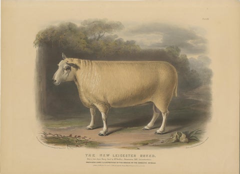 Old Lithograph of a Ram of the New Leicester Breed - 1841, view 3