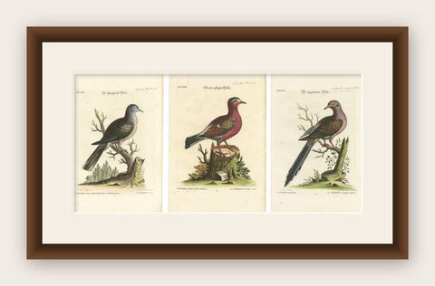 Exotic Pigeons: Hand-Colored Engravings from the Seligmann Edition, c.1770, shown framed