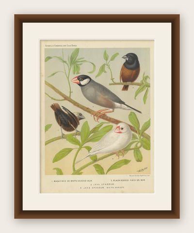 Antique Bird Print of the White-Headed Munia, Chesnut Munia and Java Sparrow, shown framed