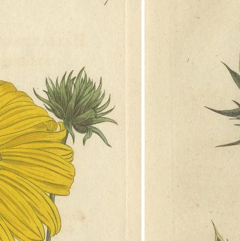 Set of 2 Antique Botany Prints - Prickly Poppy - Perennial Sunflower, close-up 1