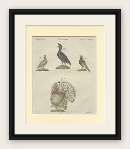 Antique Print of a Wild Turkey, Pheasant, Helmeted Guineafowl and Curassow Bird, shown framed