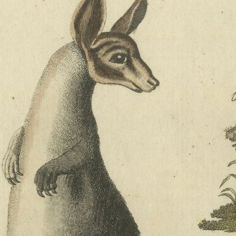 Antique Handcolored Engraving of Kangaroo, Jerboas, and Bilby, c.1800, close-up 6