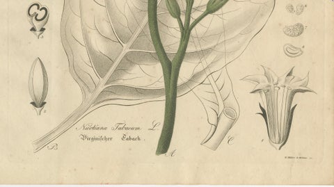 Antique Tobacco Botanical Print, Nicotiana Tabacum, c.1831, close-up 4