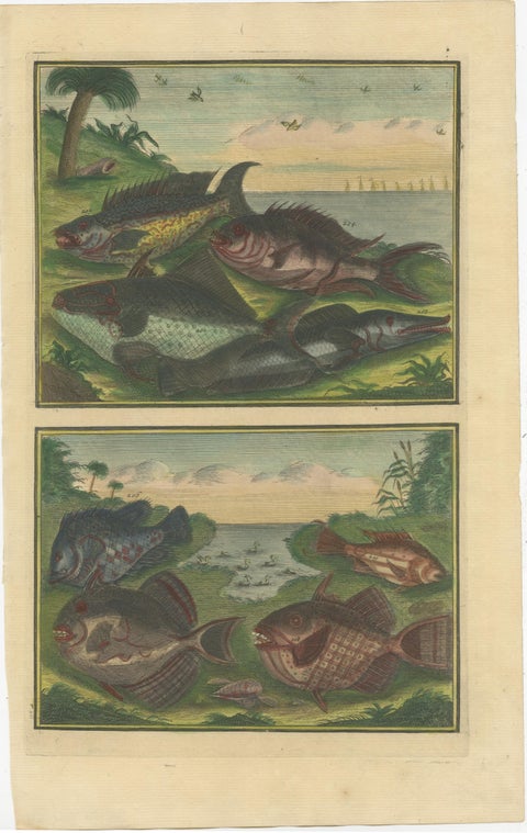 Set of 12 Colored Antique Prints of Various Fishes and Crustaceans, view 3