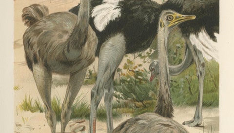 Antique Ostrich Print Exotic Birds Africa Scene Chromolithograph c.1895, close-up 5
